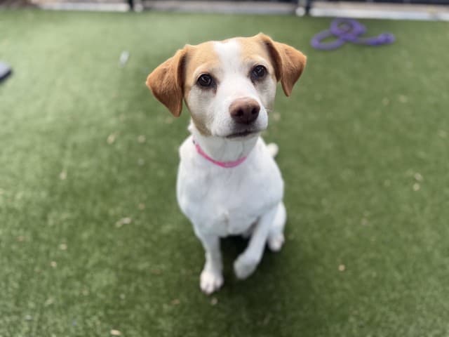 Francis - Beagle available for adoption in Blacktown