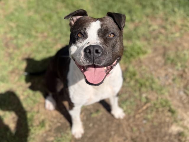 Bluey - Am-Staff available for adoption at Blacktown Animal Rehoming Centre in Blacktown