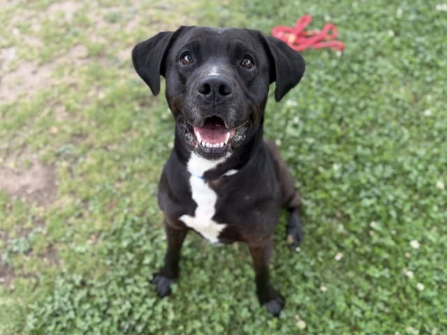 Shadow - Labrador available for adoption in Blacktown