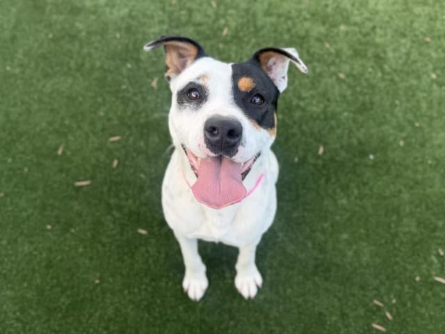 Dolly - Staffy available for adoption in Blacktown