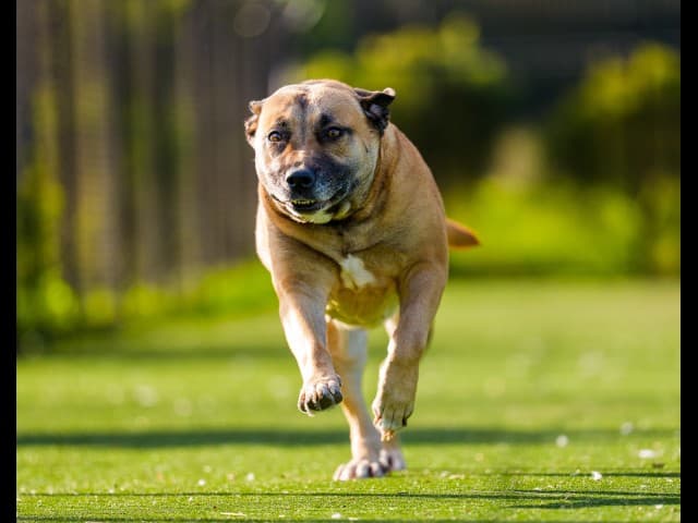 Coco - Bullmastiff available for adoption in Sydney