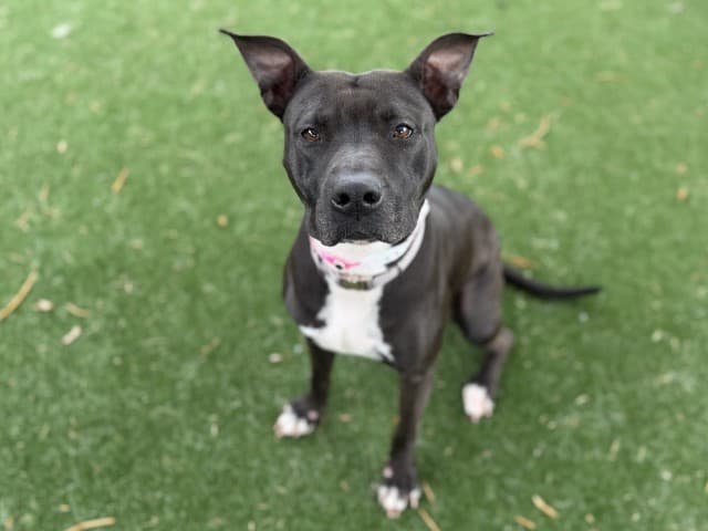 Shadow - Staffy available for adoption at Blacktown Animal Rehoming Centre in Sydney