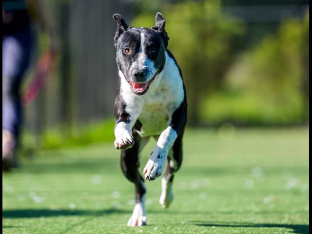 Millie - Staffy available for adoption at Blacktown Animal Rehoming Centre in Sydney