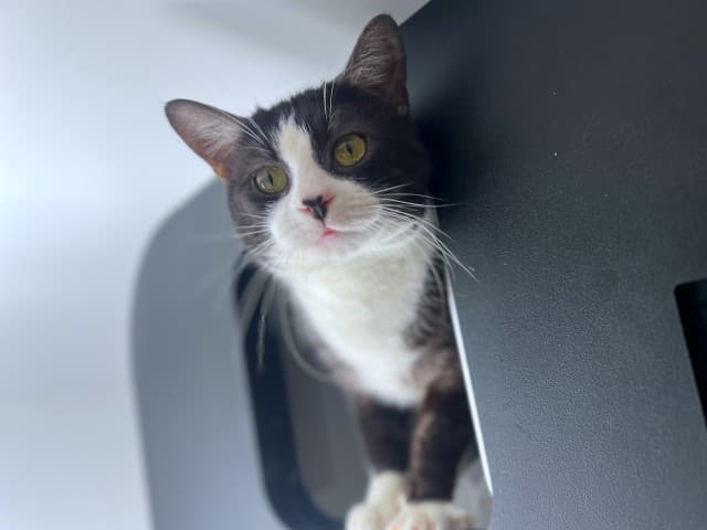 Basket - Domestic cat available for adoption in Sydney
