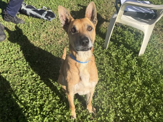 Stanley - Kelpie available for adoption at Blacktown Animal Rehoming Centre in Sydney
