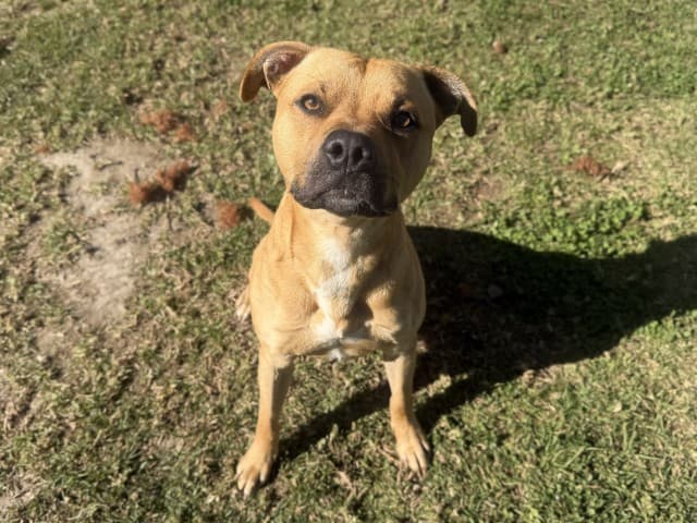 Jester - Staffy available for adoption at Blacktown Animal Rehoming Centre in Sydney