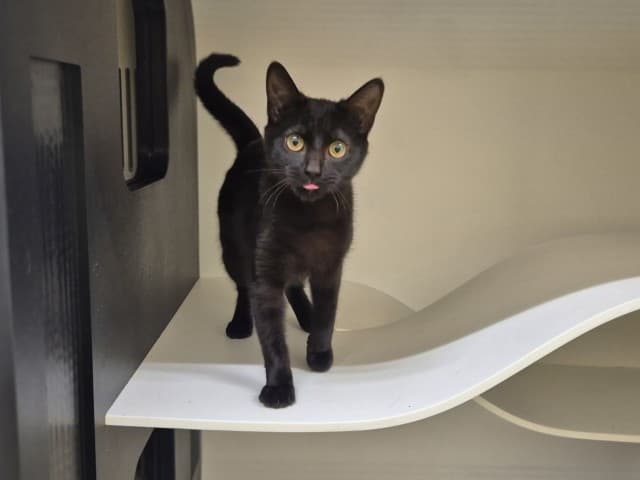 Davina - Domestic cat available for adoption in Sydney