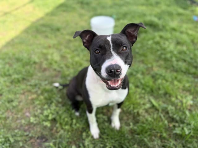 Molly - Am-Staff available for adoption at Blacktown Animal Rehoming Centre in Sydney