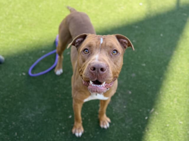Tyson - Am-Staff available for adoption at Blacktown Animal Rehoming Centre in Sydney