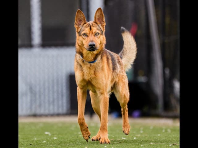 Coyote - German-Shepherd available for adoption in Sydney