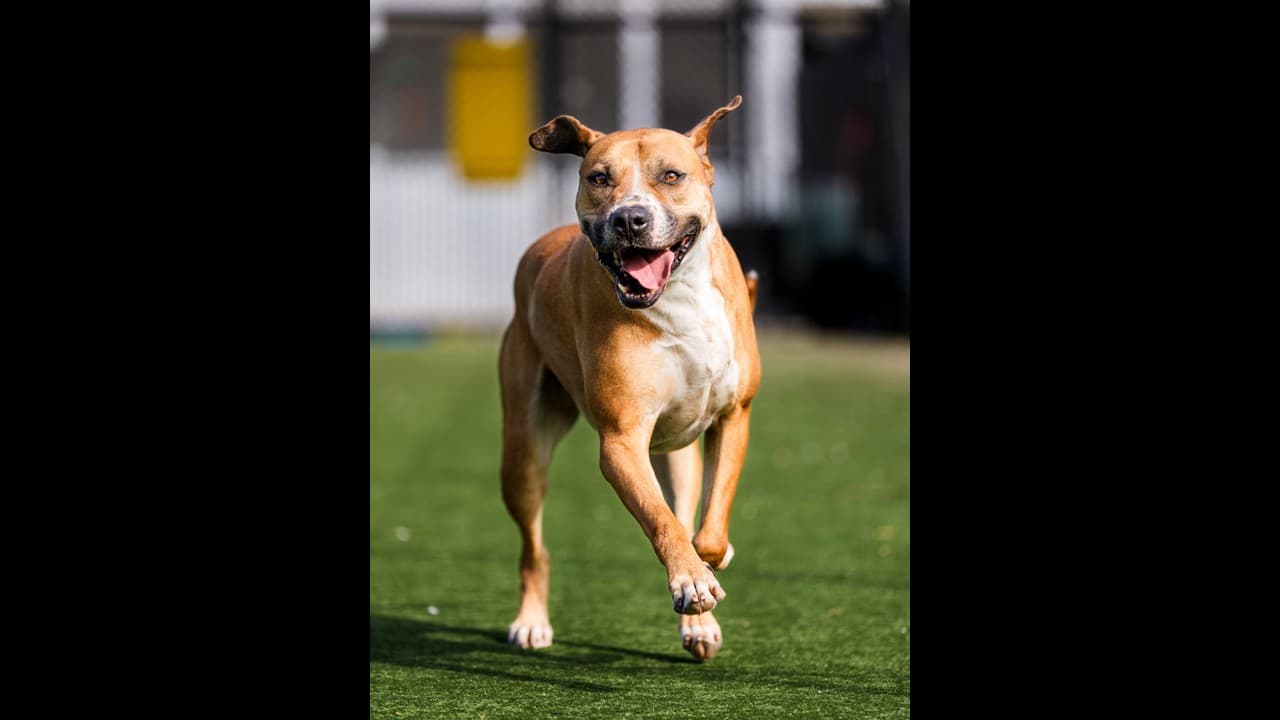 Chamaco - Mastiff available for adoption in Sydney