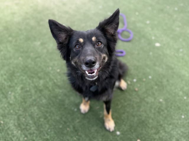 Columbia - Kelpie available for adoption at Blacktown Animal Rehoming Centre in Sydney