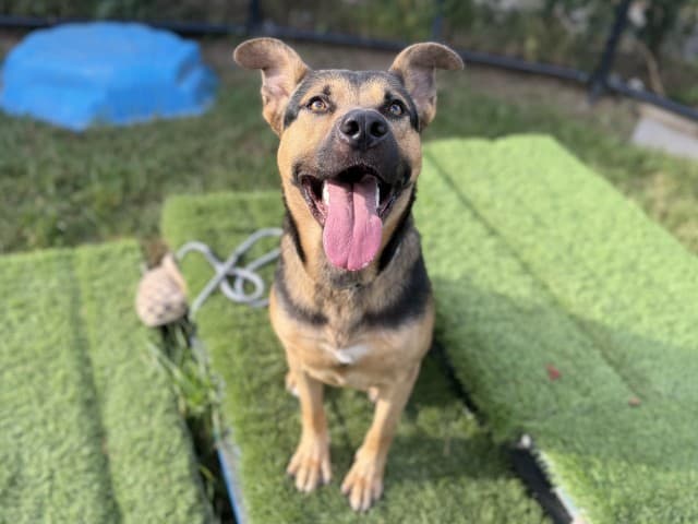 Zorro - German-Shepherd available for adoption at Blacktown Animal Rehoming Centre in Sydney