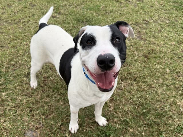 Tilly - Bull-Arab available for adoption at Blacktown Animal Rehoming Centre in Sydney