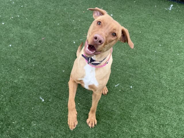 Sweeney - Vizsla available for adoption in Sydney