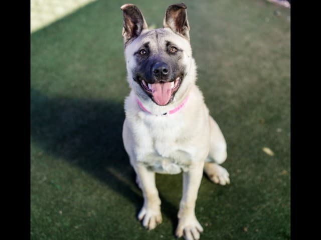 Selina - Akita available for adoption in Sydney