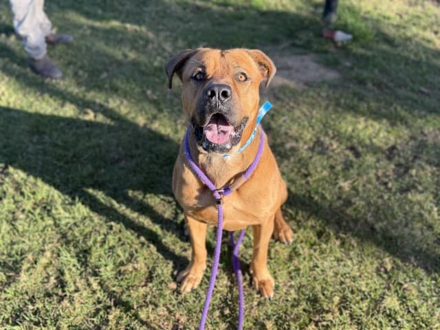 Alfie - Bullmastiff available for adoption at Blacktown Animal Rehoming Centre in Sydney