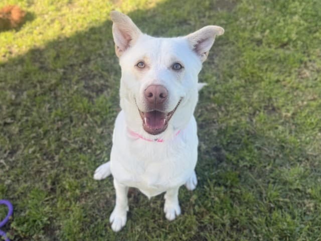 Echo - Siberian-Husky available for adoption in Sydney