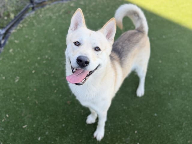 Chief - German-Shepherd available for adoption in Blacktown