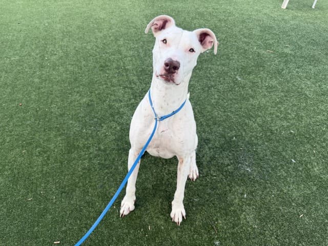 Ash - Bull-Terrier available for adoption at Blacktown Animal Rehoming Centre in Sydney
