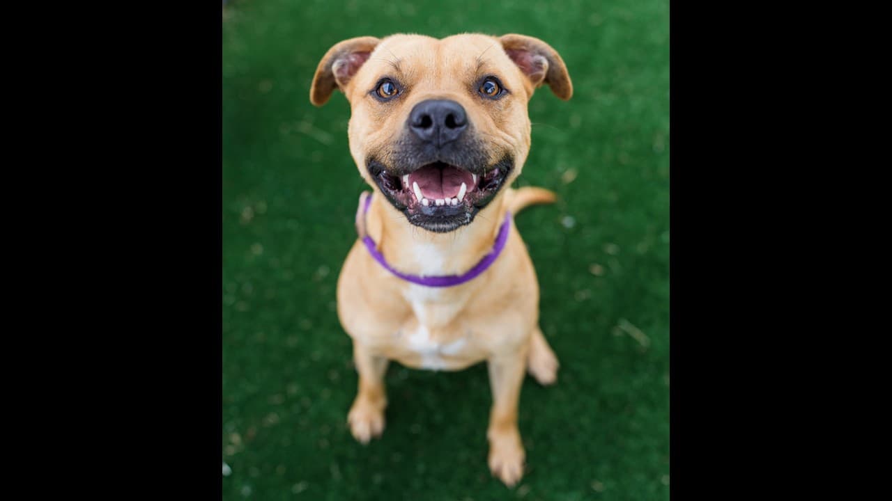 Jester - Staffy available for adoption in Sydney
