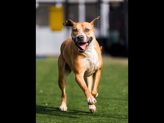 Chamaco - Mastiff available for adoption in Sydney