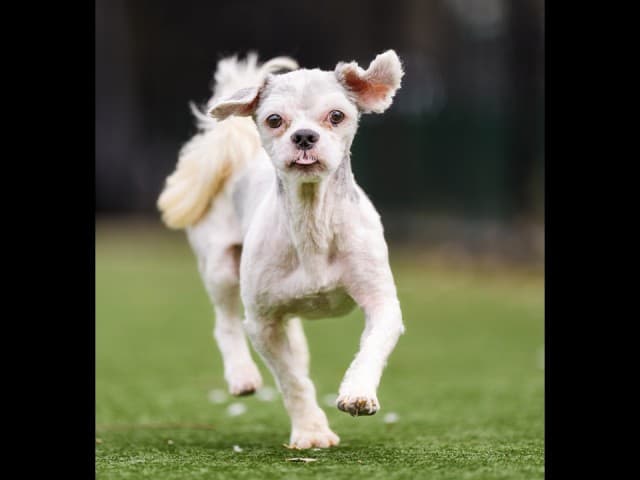 Perry - Shih-Tzu available for adoption at Blacktown Animal Rehoming Centre in Sydney