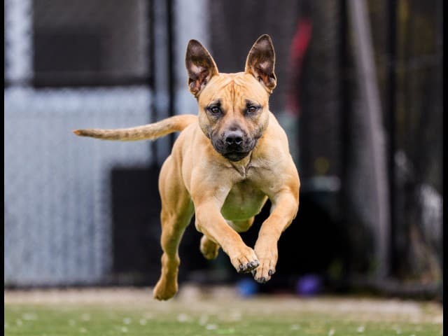 Starfall - Am-Staff available for adoption in Sydney