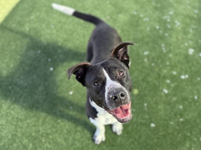 Skedaddle - Am-Staff available for adoption at Blacktown Animal Rehoming Centre in Sydney