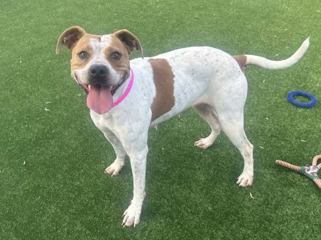 Versace - Staffy available for adoption at Blacktown Animal Rehoming Centre in Sydney
