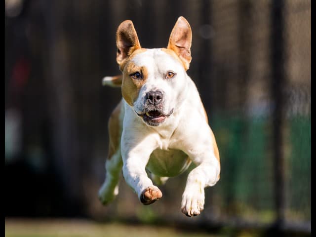 Hobnob - Staffy available for adoption in Blacktown