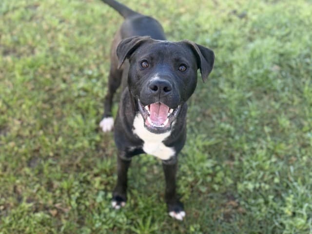 Seasmoke - Staffy available for adoption at Blacktown Animal Rehoming Centre in Sydney