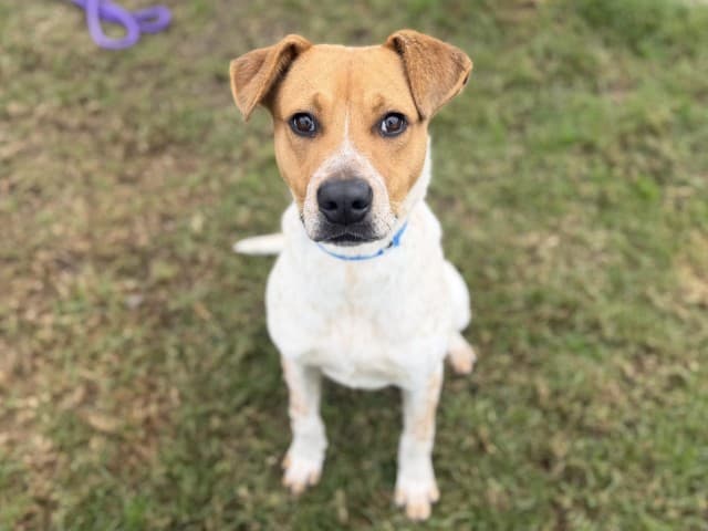 Mick - Cattle available for adoption at Blacktown Animal Rehoming Centre in Sydney