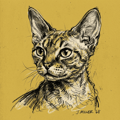Devon Rex illustration