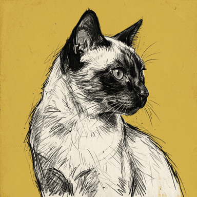 Siamese illustration