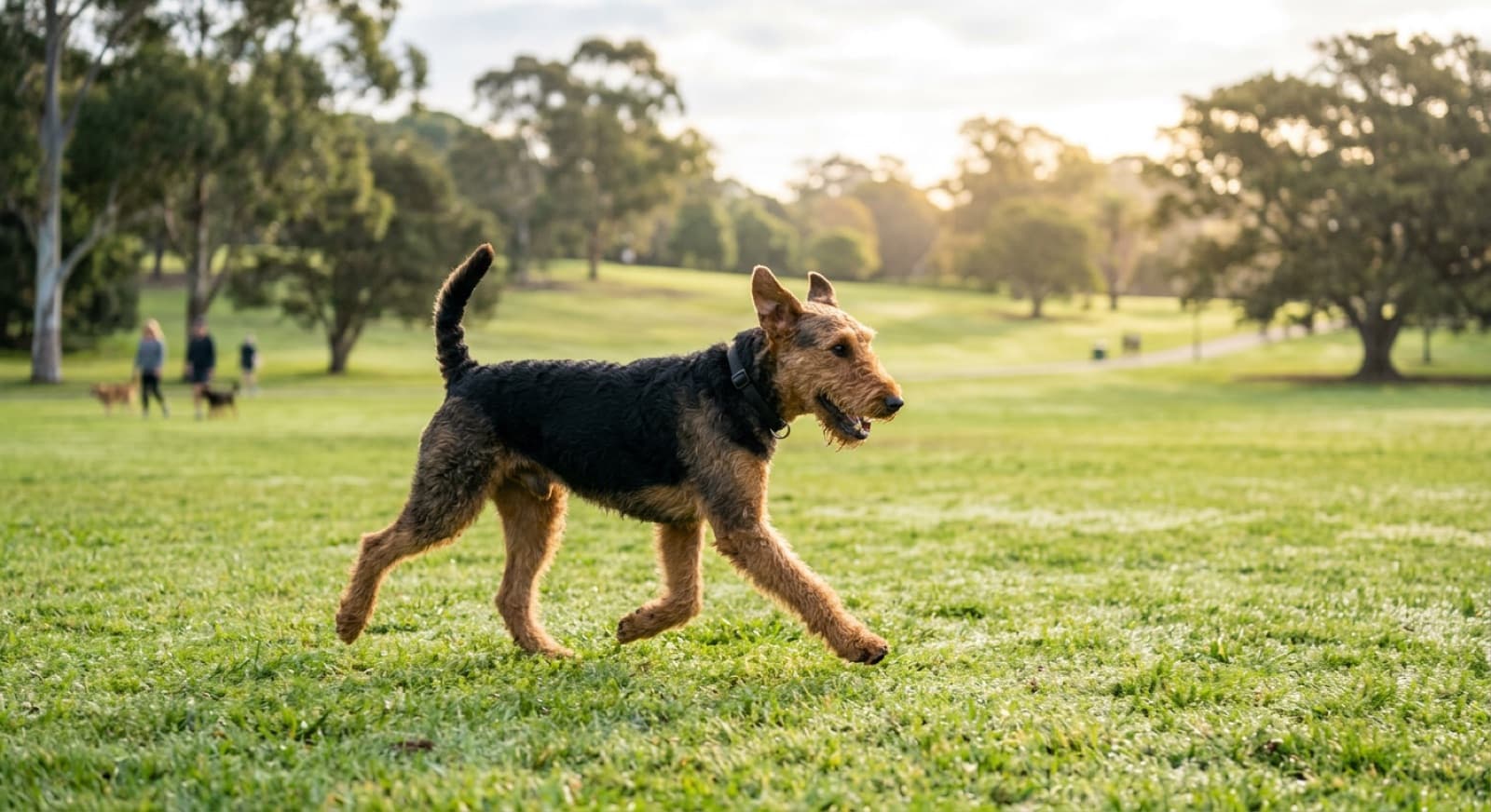 A black-and-tan Airedale Terrier trotting at a brisk pace across grass in a Sydney park, showing the tall athletic build of the largest terrier breed