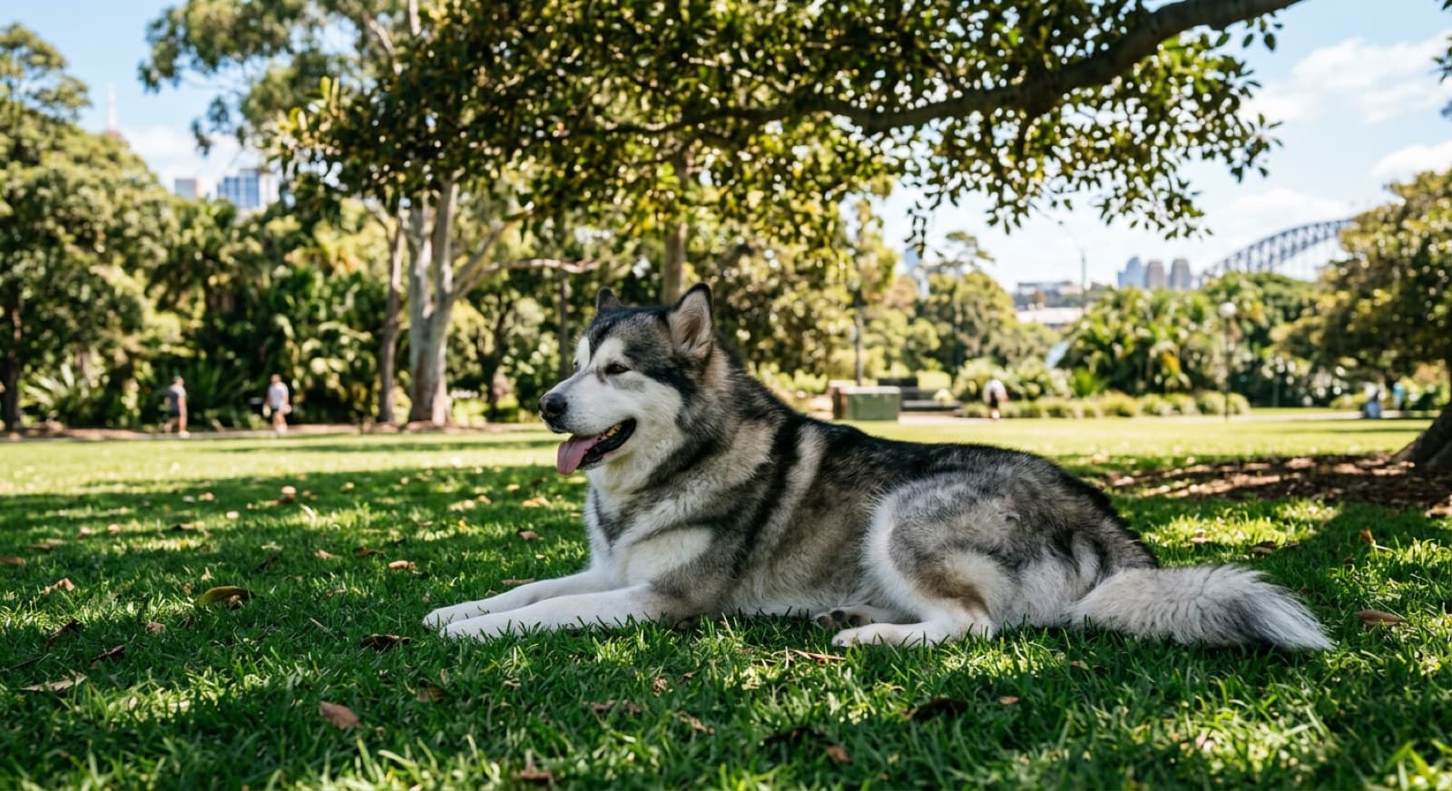 A large Alaskan Malamute with a thick grey and white double coat standing on a shaded Sydney bush trail, panting in the warm weather
