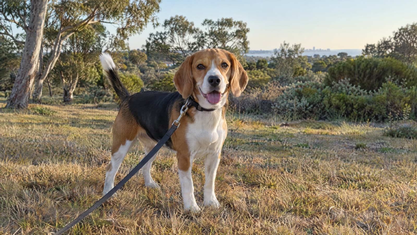 A friendly tricolour Beagle on a lead on dry golden grass in a sunny Sunshine Coast park, representing rescue Beagles available for adoption across the Sunshine Coast and Queensland