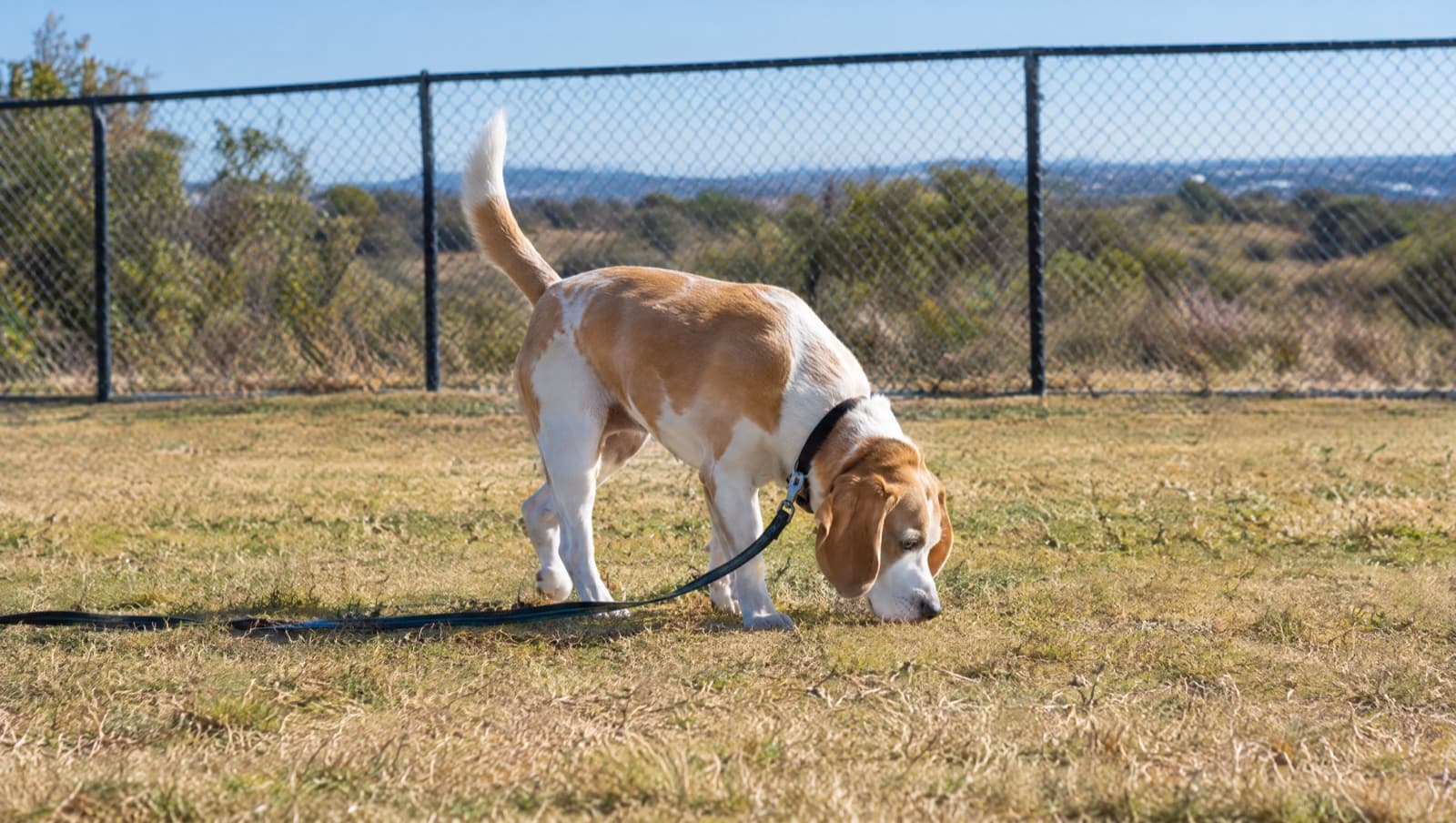 A Beagle exploring nose-down on a long-line lead inside a securely fenced off-leash dog park in Perth, the safe way to give a scent hound freedom in WA