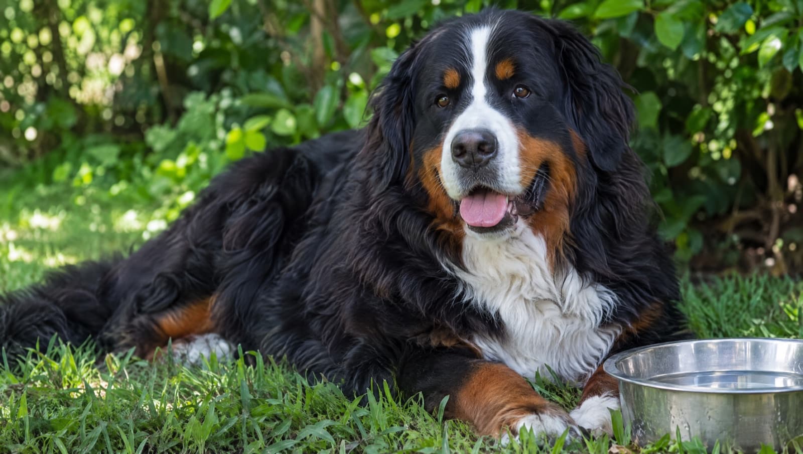 A Bernese Mountain Dog with its thick tricolour double coat resting in the shade on the Gold Coast, illustrating coat care and heat management for the breed in the subtropical Queensland climate