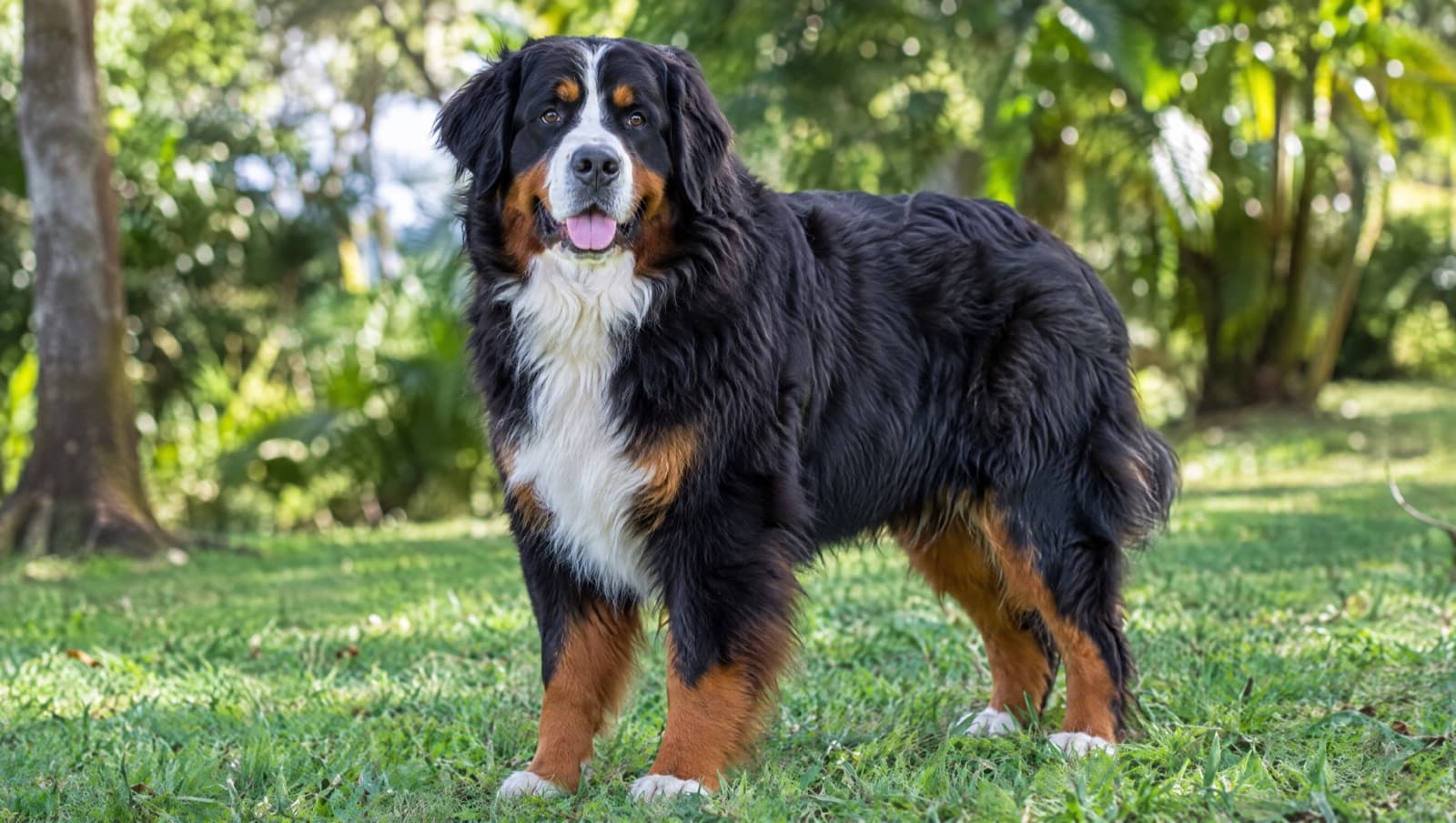 A tricolour Bernese Mountain Dog resting calmly in the shade on the Gold Coast, illustrating a guide to the breed's health issues including cancer risk, joint problems and heat sensitivity