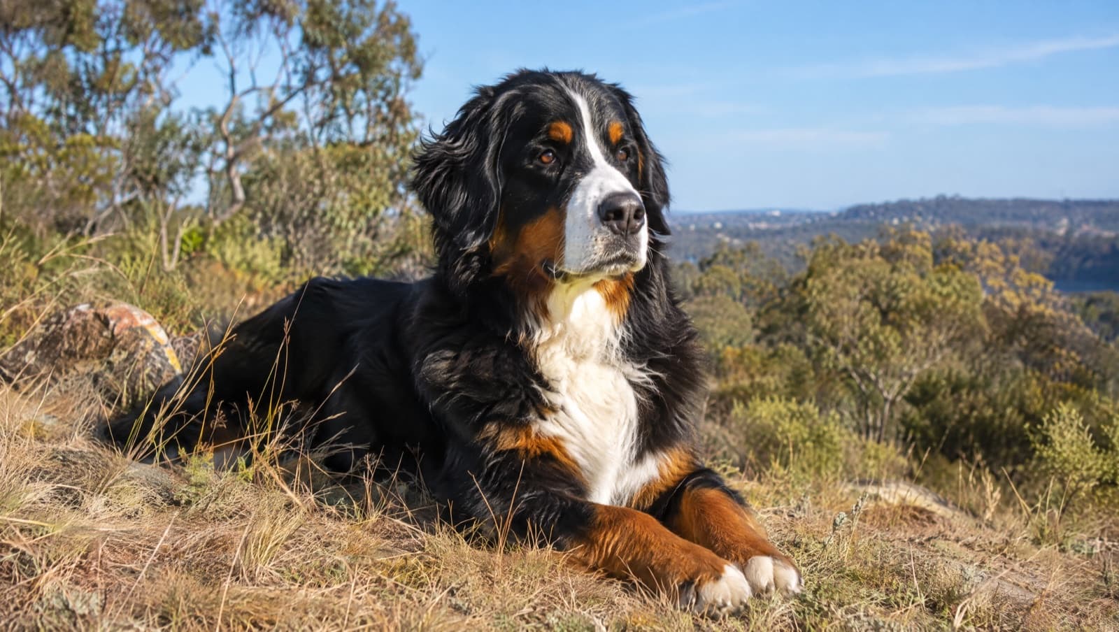 A tricolour Bernese Mountain Dog resting calmly in the shade on a dry grassy Perth hillside, illustrating a guide to the breed's health issues including cancer risk, joint problems and heat sensitivity