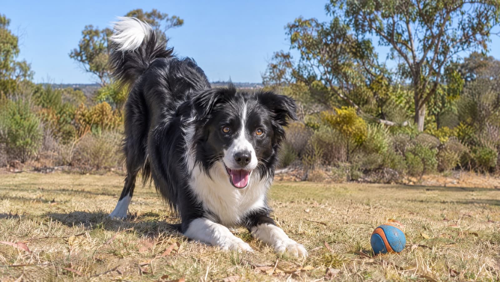 A young black-and-white Border Collie in training on dry golden grass in a Perth park under bright Mediterranean light, representing the demanding adolescent phase and reward-based training of the breed