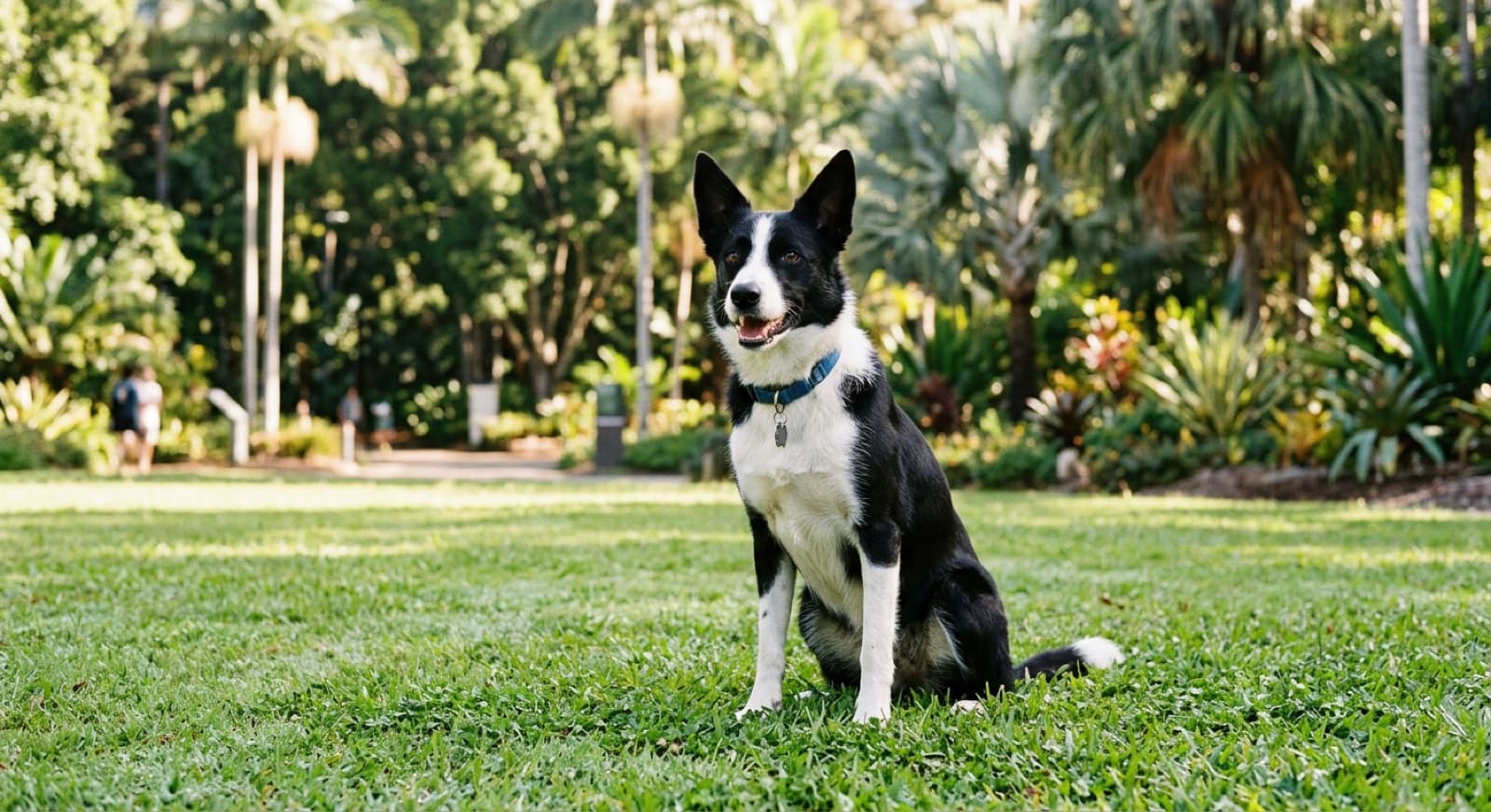An alert black-and-white Border Collie in a park, representing the rescue Border Collies available for adoption across Queensland