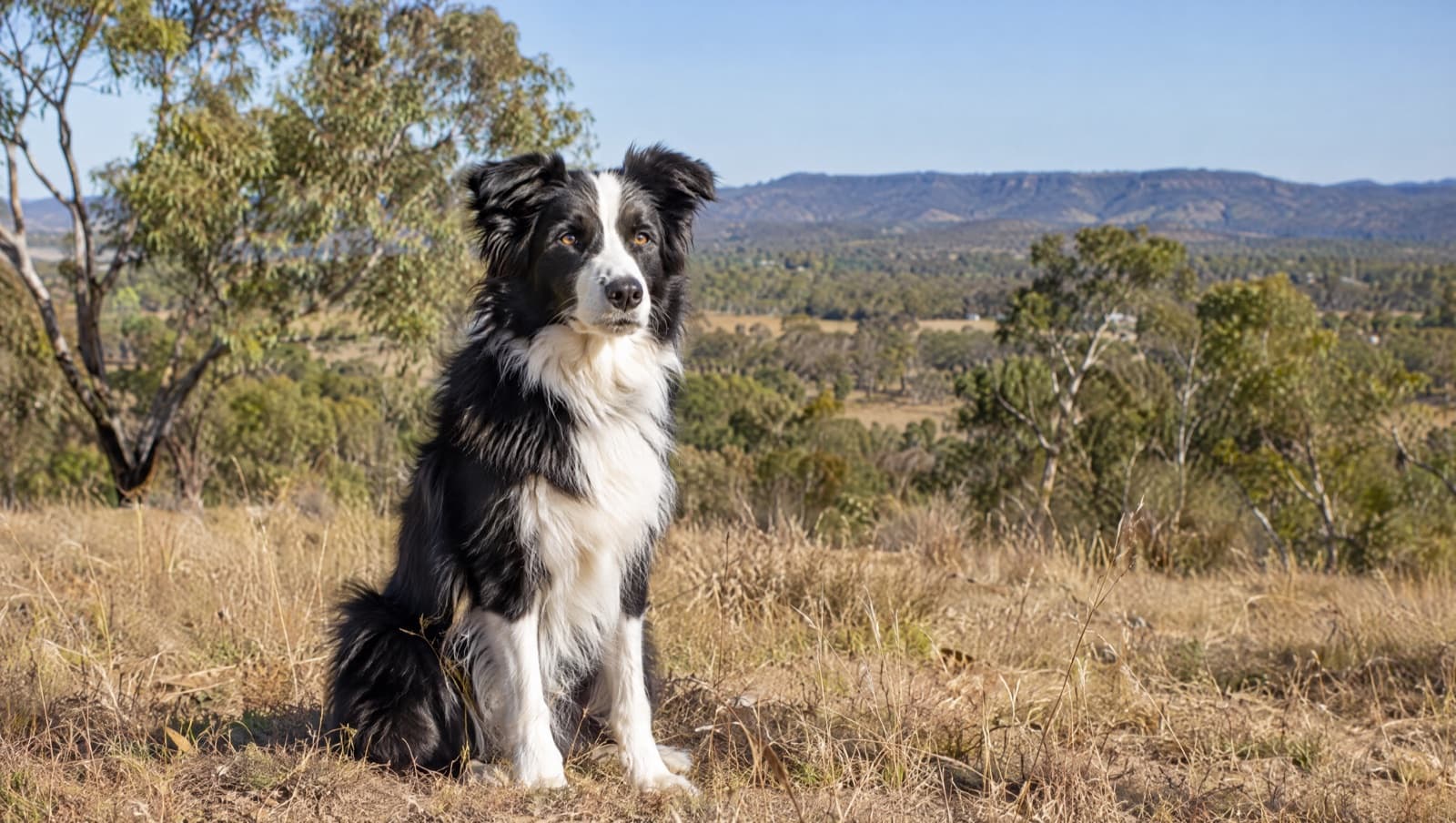 An alert black-and-white Border Collie on dry golden grass in a sunny Perth park, representing the rescue Border Collies available for adoption across Western Australia