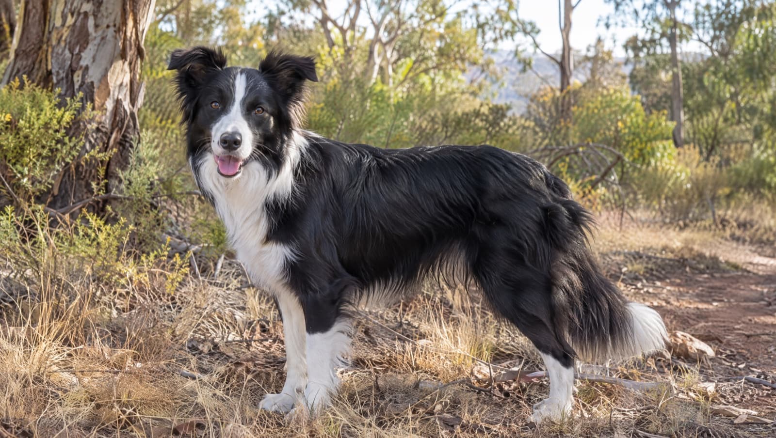 A healthy alert black-and-white Border Collie standing on dry golden grass in a Perth park under bright Mediterranean light, representing good health management of the breed for WA adopters