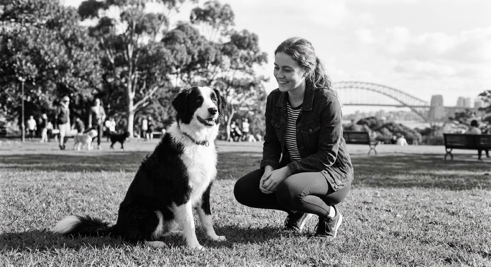 A wavy-coated black and white Bordoodle standing alert on the grass in a sunny Sydney park, ready to play, representing the clever, high-energy Border Collie and Poodle crossbreeds that turn up for adoption across Sydney and NSW rescues