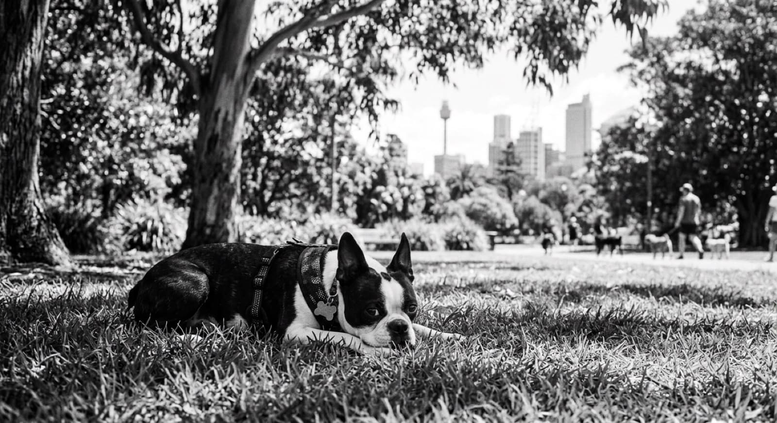 A tuxedo-marked Boston Terrier resting in the shade on grass in a Sydney park on a warm day, mouth slightly open, showing the flat face that defines the breed