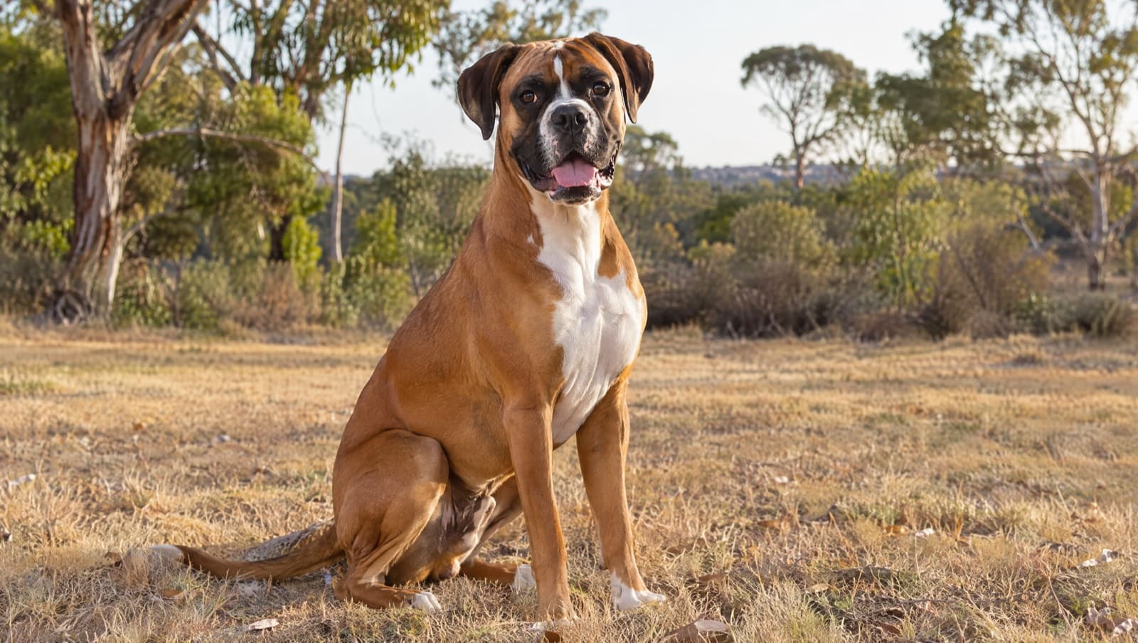 A fawn Boxer with a friendly expression sitting on a park lawn, representing the rescue Boxers available for adoption across Melbourne and Victoria