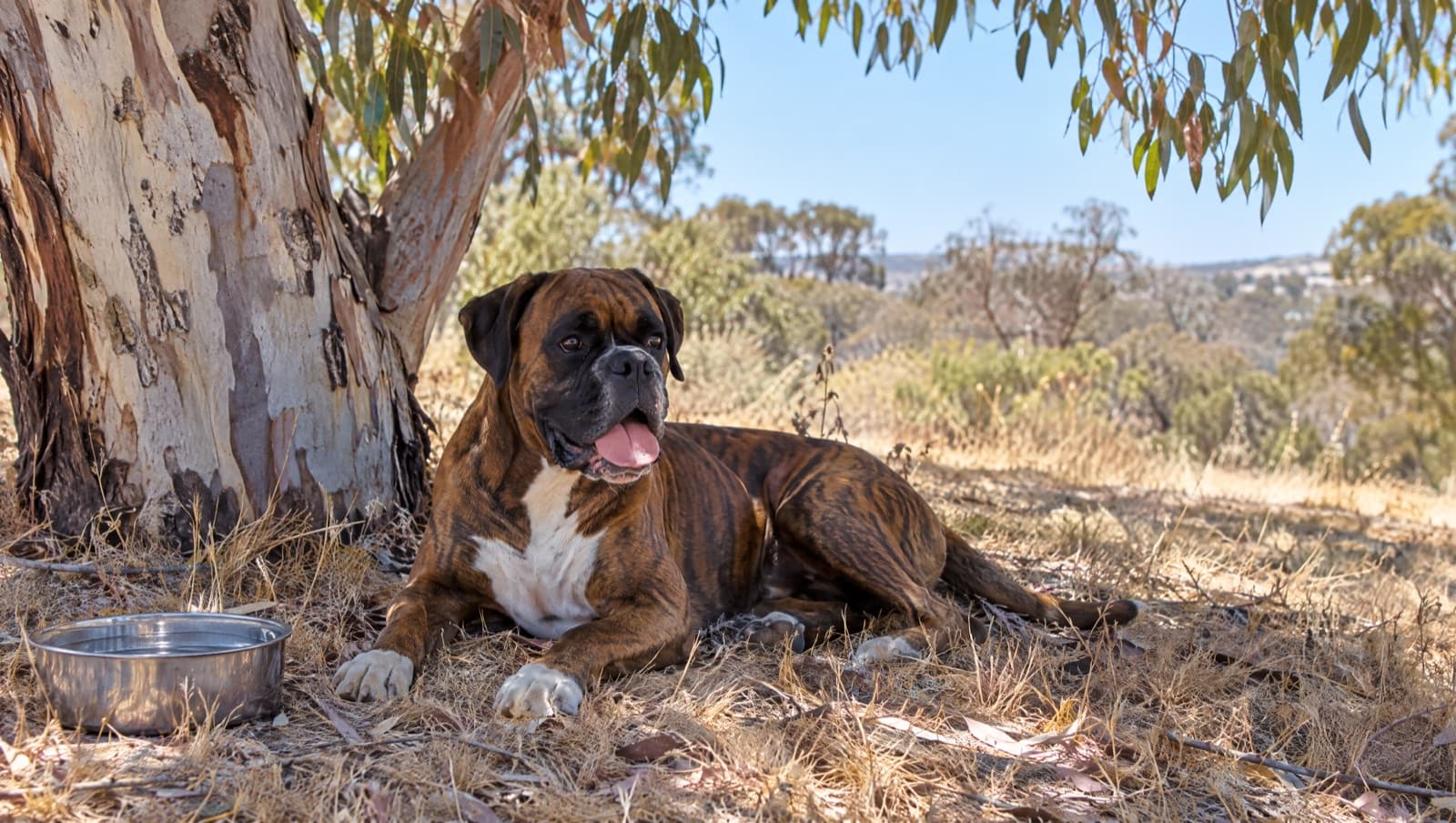A brindle Boxer with natural ears resting in the shade of a tree on dry golden grass on a hot Perth day, illustrating safe exercise and heat management for the breed